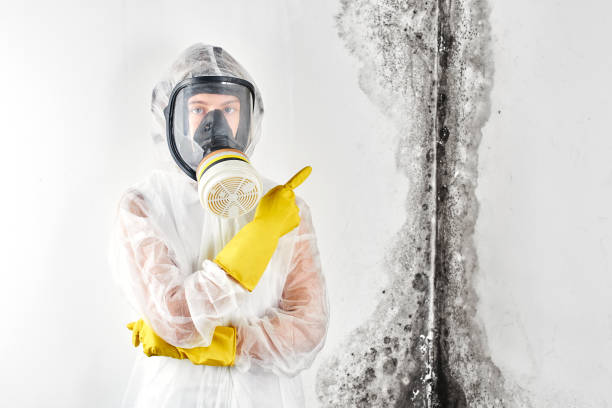 Best Emergency Mold Remediation  in Brevard, NC