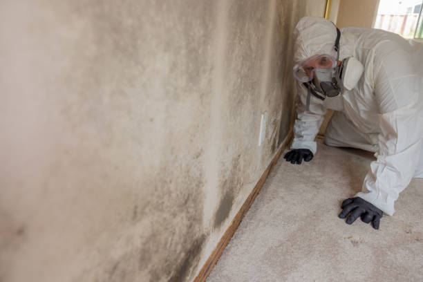 Best Commercial Mold Inspection  in Brevard, NC