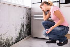  Brevard, NC Mold Removal & Remediation Pros